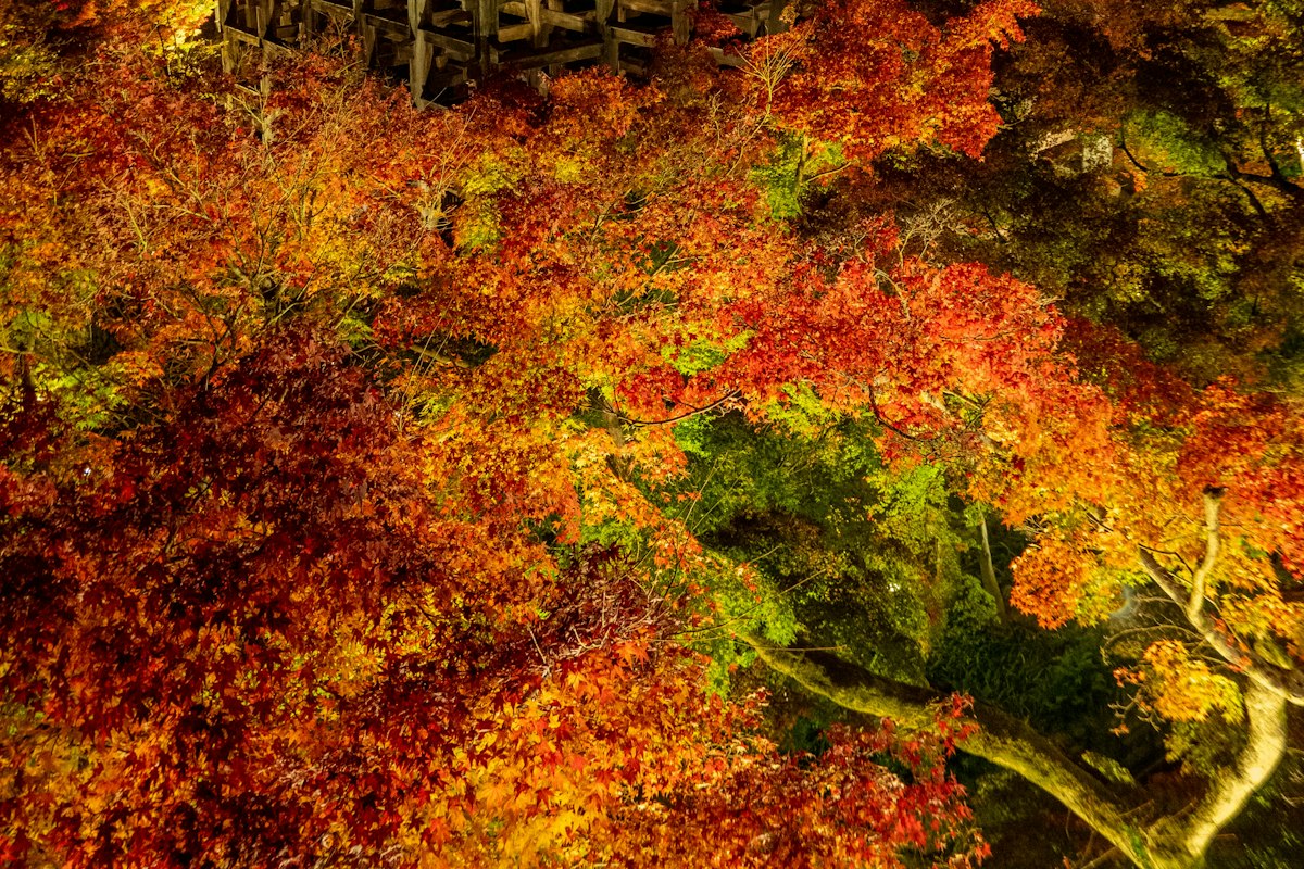 Khu vườn với chùa Kiyomizu-dera phía sau ở Kyoto