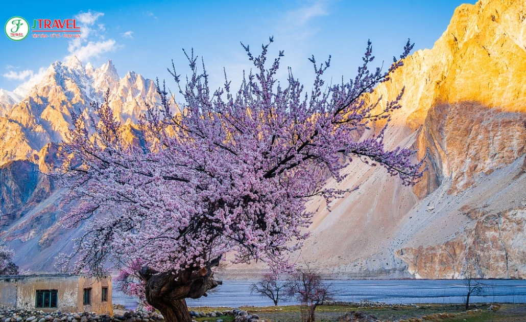 Phong cảnh Hunza Valley mùa xuân rực rỡ hoa mơ và hoa đào