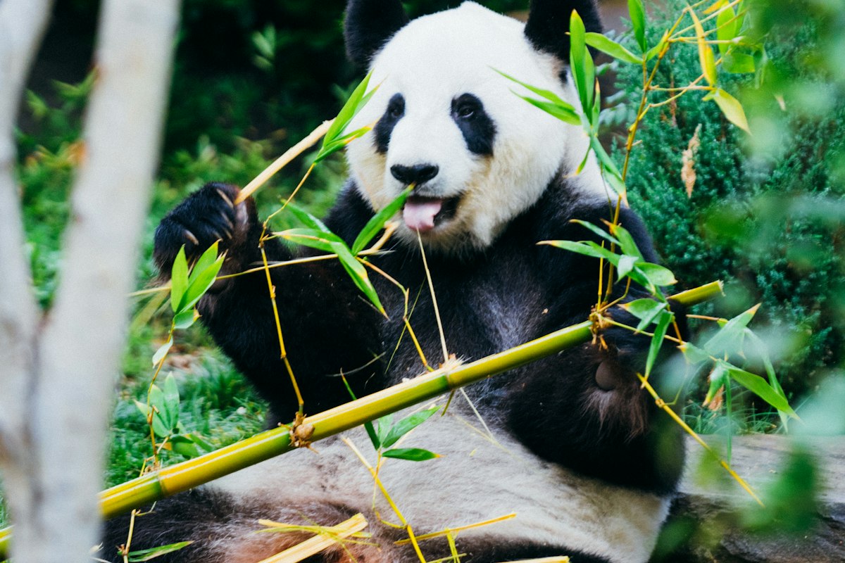 Gấu trúc ăn tre