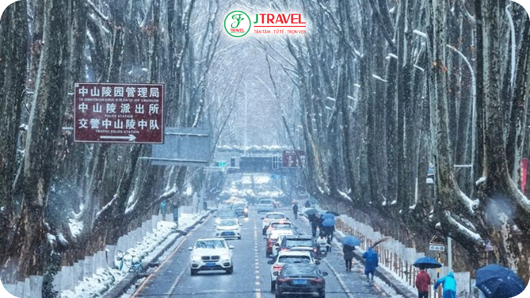 Mùa đông ở Đại lộ Nam Kinh rợp bóng hàng cây ngô đồng phủ tuyết trắng