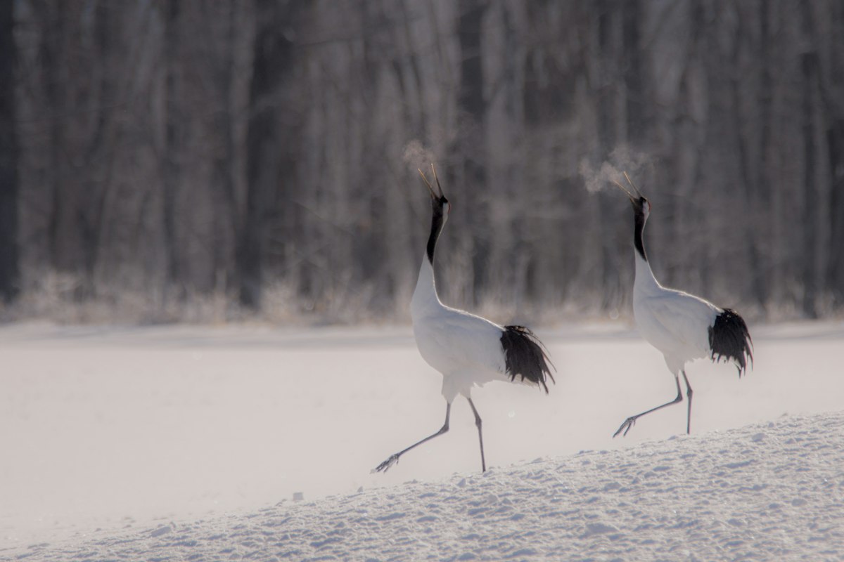 Đôi sếu đầu đỏ trên cánh đồng tuyết Hokkaido