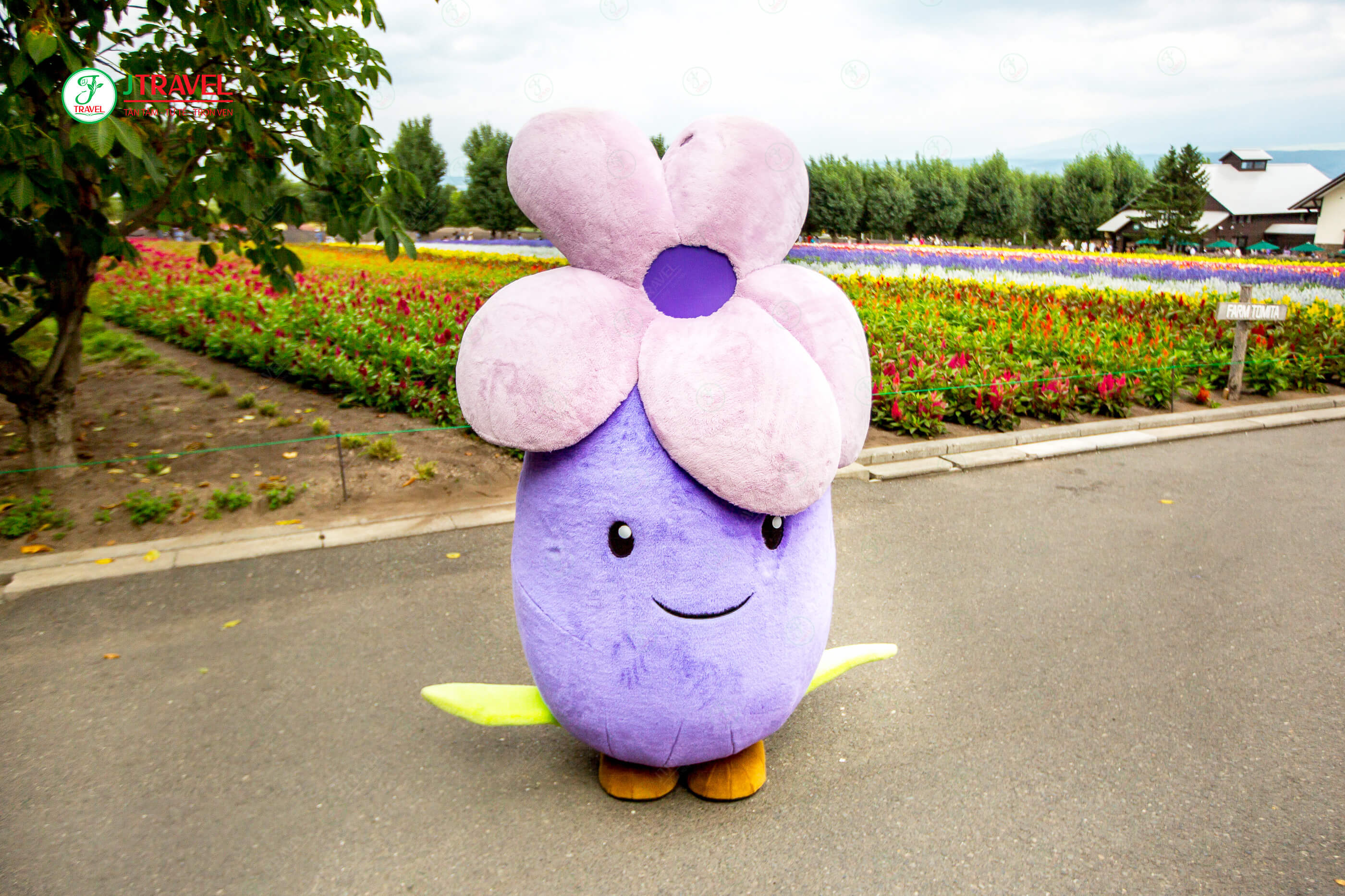 Bông hoa gấu Lavender đáng yêu tại Tomita Farm