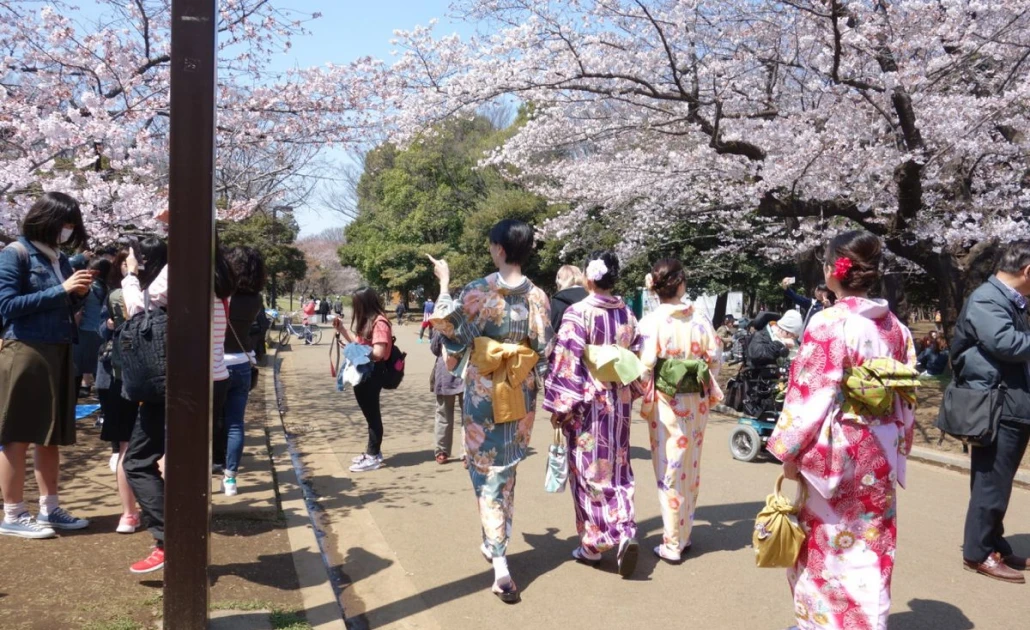 Du khách mặc kimono chụp ảnh dưới tán hoa anh đào