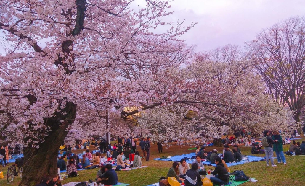 Người dân và du khách ngắm hoa anh đào Hanami tại Nhật Bản