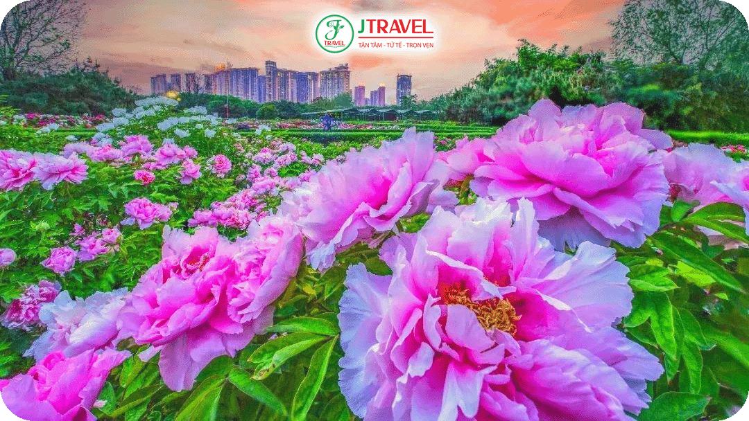 Tháng 4 là thời điểm hoa mẫu đơn nở rộ tại khu vực Lạc Dương – Trịnh Châu