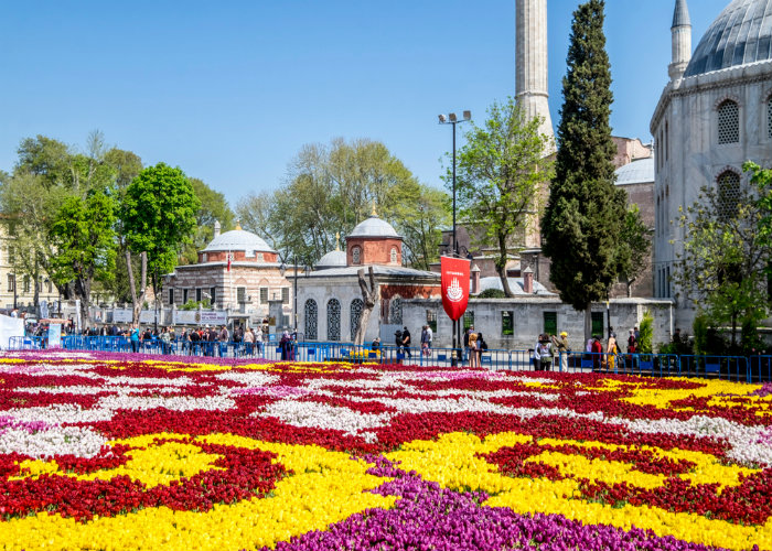 Ngắm hoa Tulip dịp lễ hội hoa