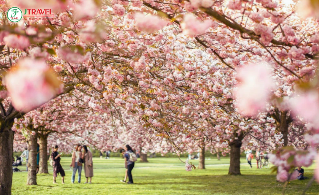 Hoa anh đào nở ven kênh Rideau trong Công viên Commissioners, Ottawa.