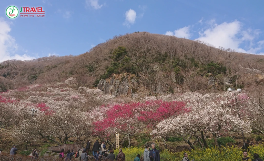Thung lũng hoa mơ rực rỡ tại làng Yugawara Bairin trên sườn núi Nhật Bản