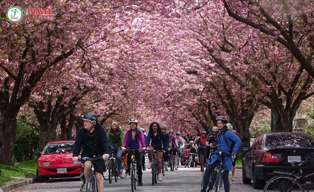 Lễ hội hoa anh đào Vancouver ngập tràn sắc hồng giữa lòng thành phố