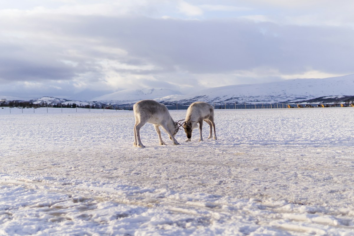 Tuần lộc kéo xe trượt tuyết ở Tromsø