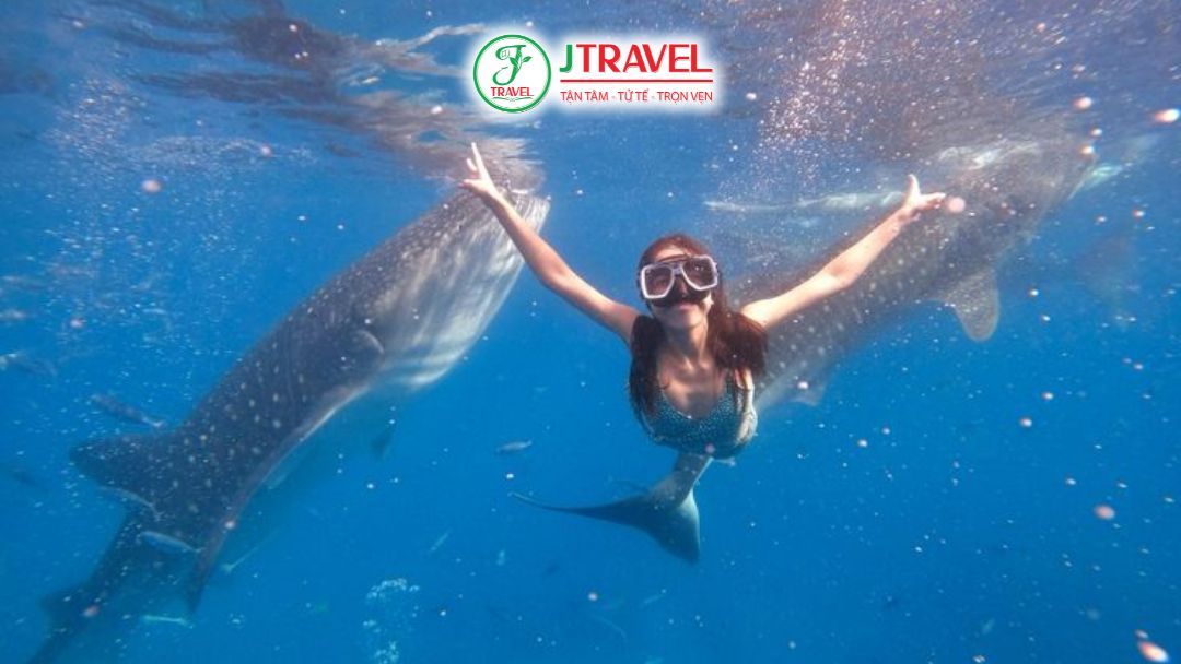 Trải nghiệm bơi cùng cá mập voi tại Oslob Cebu dễ tiếp cận tỷ lệ gặp gần như 100% cho người mới