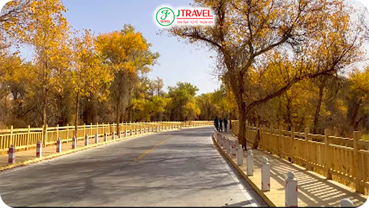 rừng hồ dương tarim – vũ điệu vàng trên sa mạc