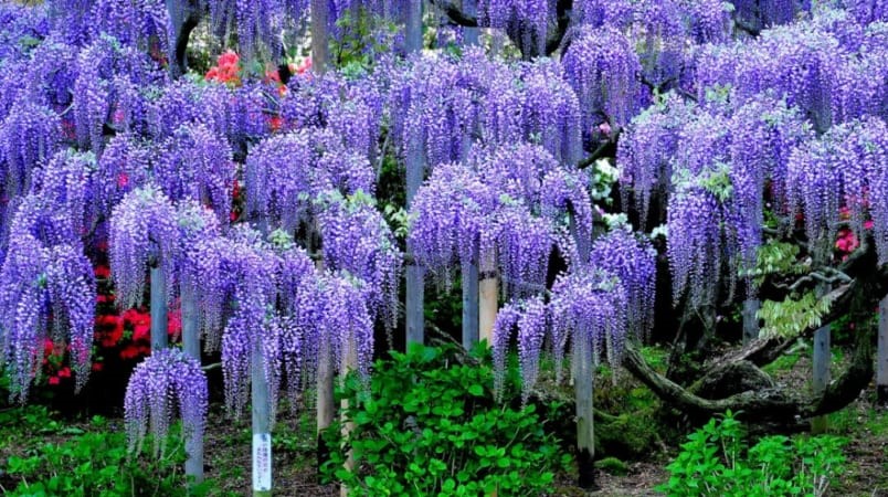 Hoa Tử Đằng công viên Byakugou Ji 