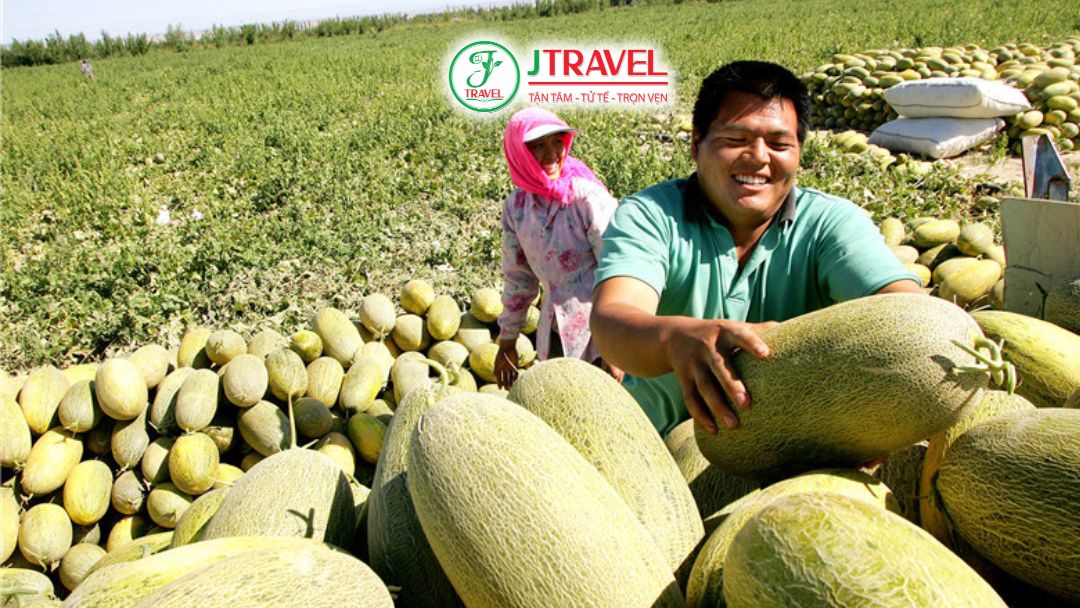 Mùa thu hoạch dưa Hami ở Tân Cương