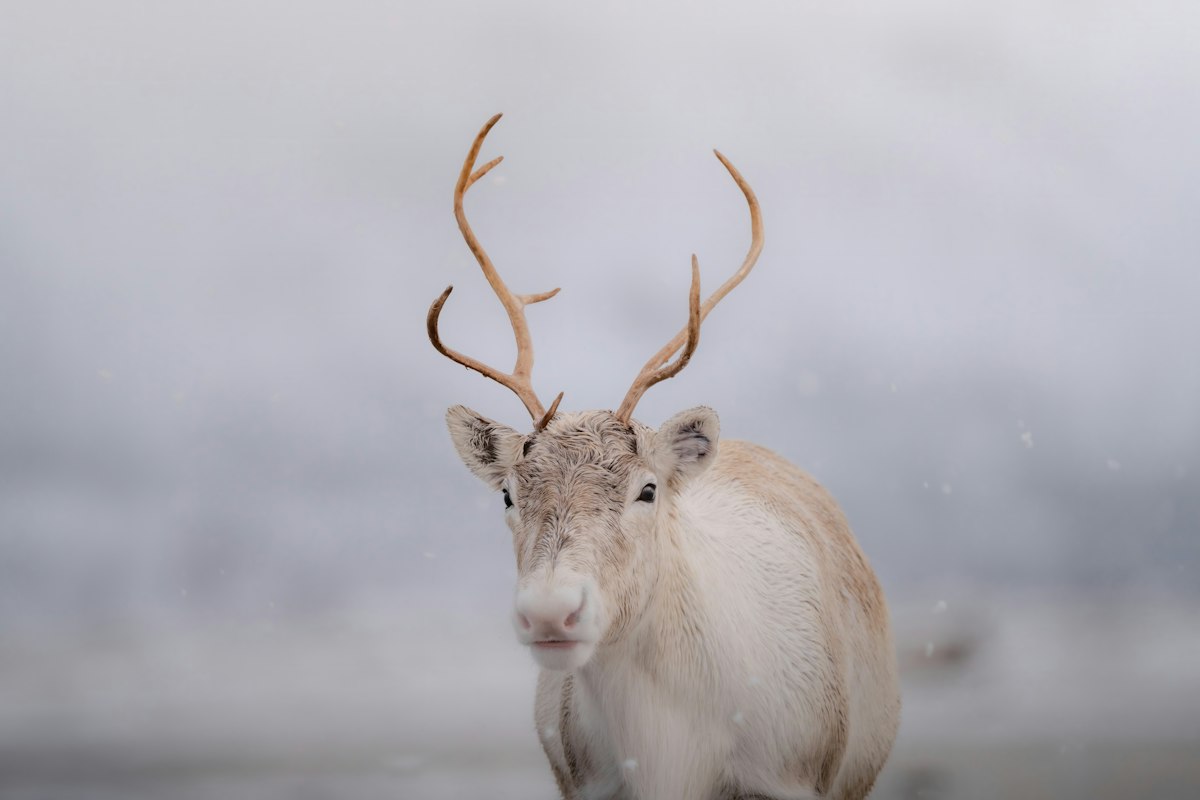 Tuần lộc giữa tuyết trắng ở Tromsø