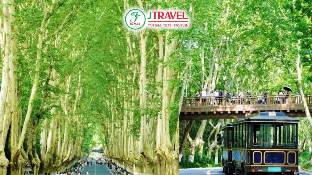 Đại Lộ Ngô Đồng Nam Kinh Mùa hè