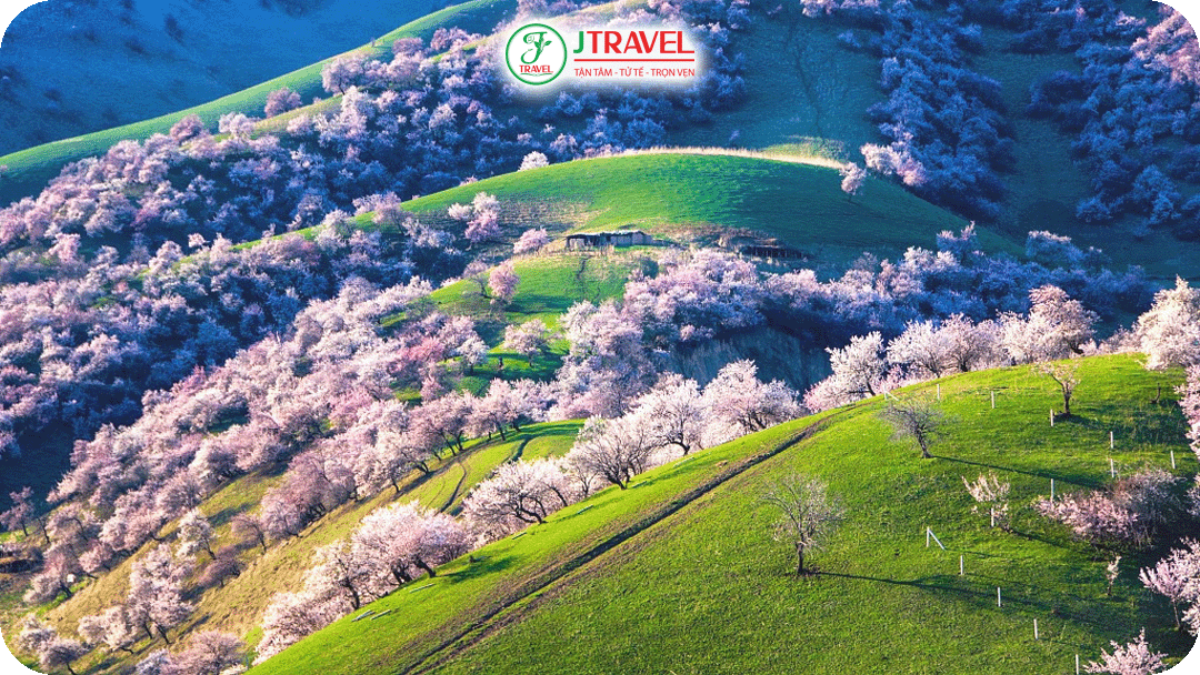 Rừng hoa mơ tại Yili vào buối sáng sớm