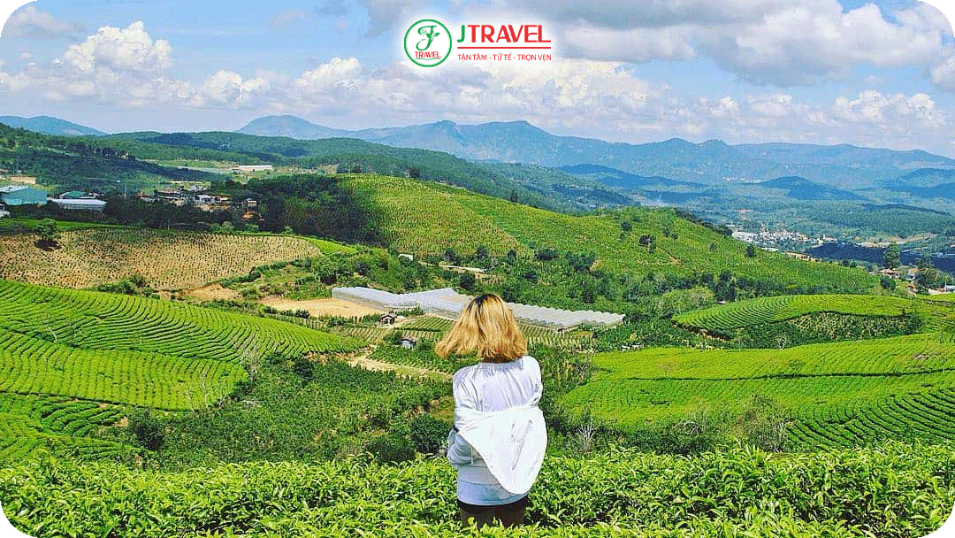 Đồi chè Cầu Đất - Địa điểm săn mây số một Đà Lạt