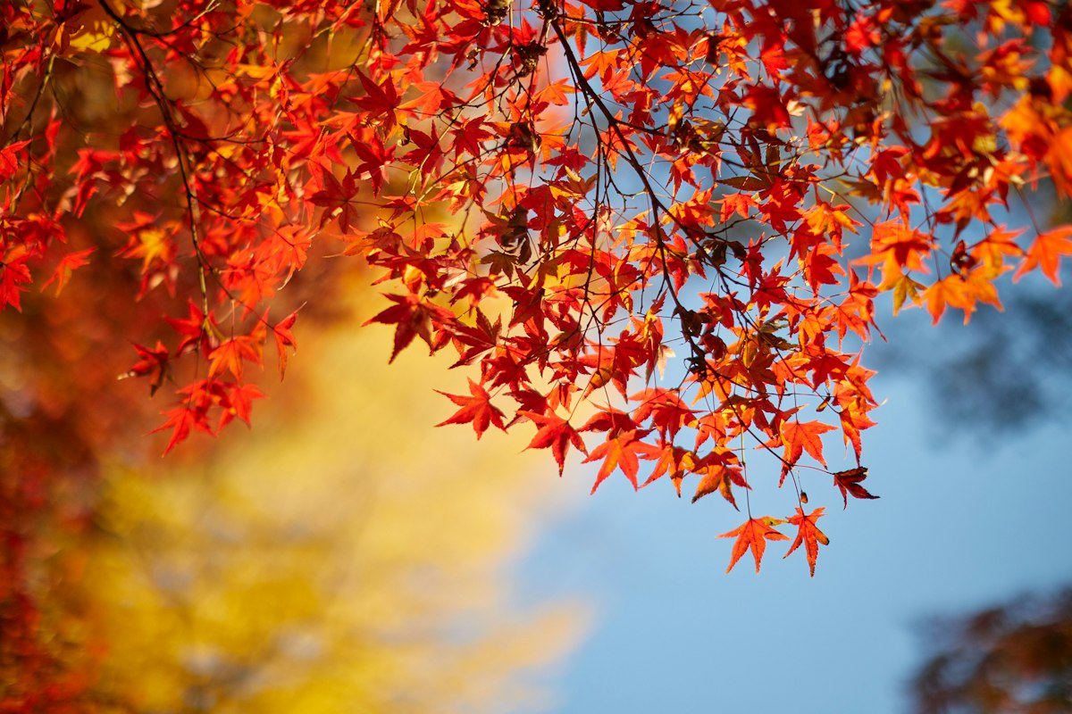 Lá phong đỏ vàng mùa thu ở Kyoto