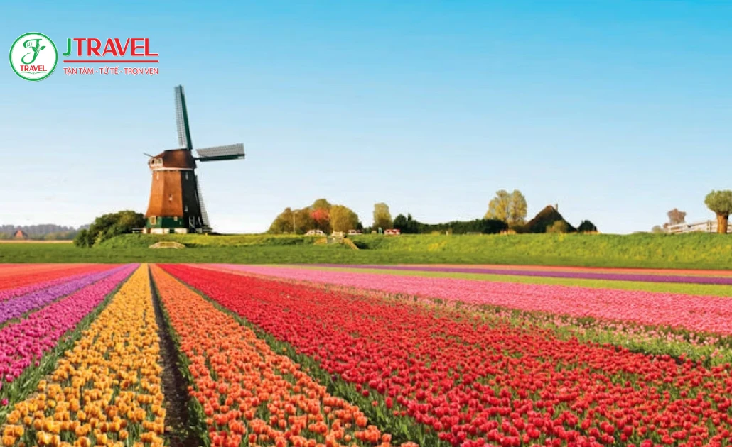 Vườn hoa Keukenhof rực rỡ mùa tulip tại Hà Lan