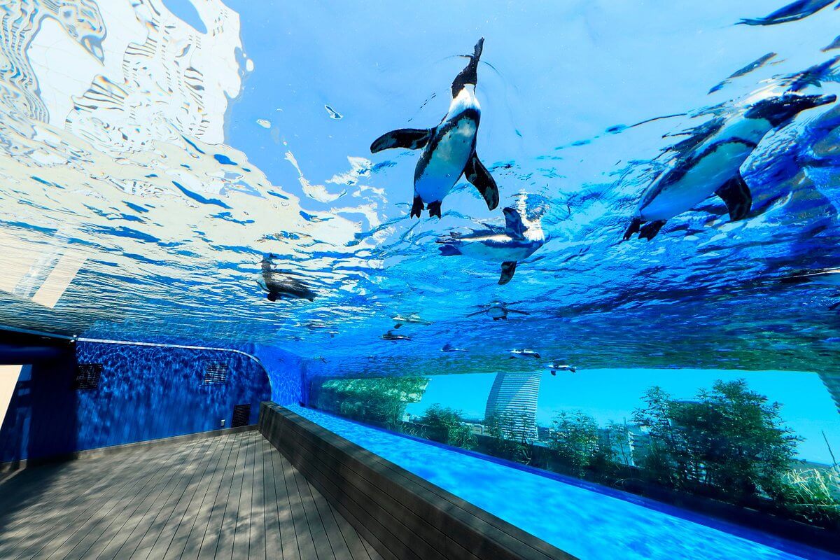 Sunshine Aquarium (Nguồn internet)