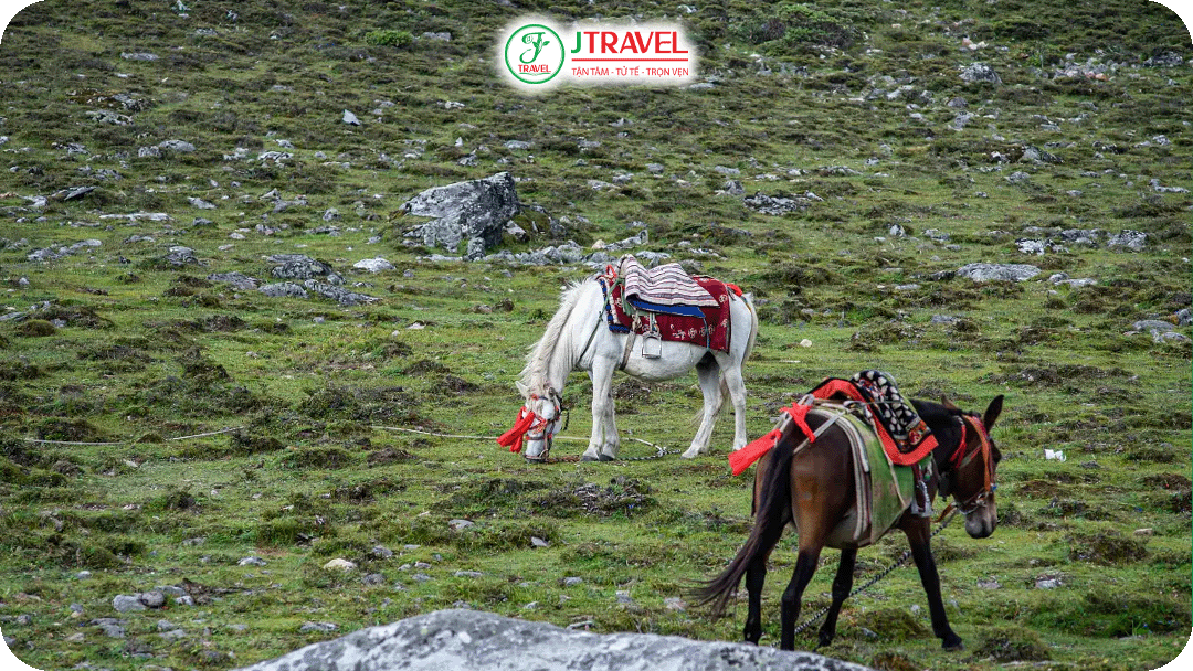 Thảo nguyên Lạc Nhung mùa xuân với những đợt cỏ xanh mướt bắt đầu lan dần trên đồng cỏ rộng lớn