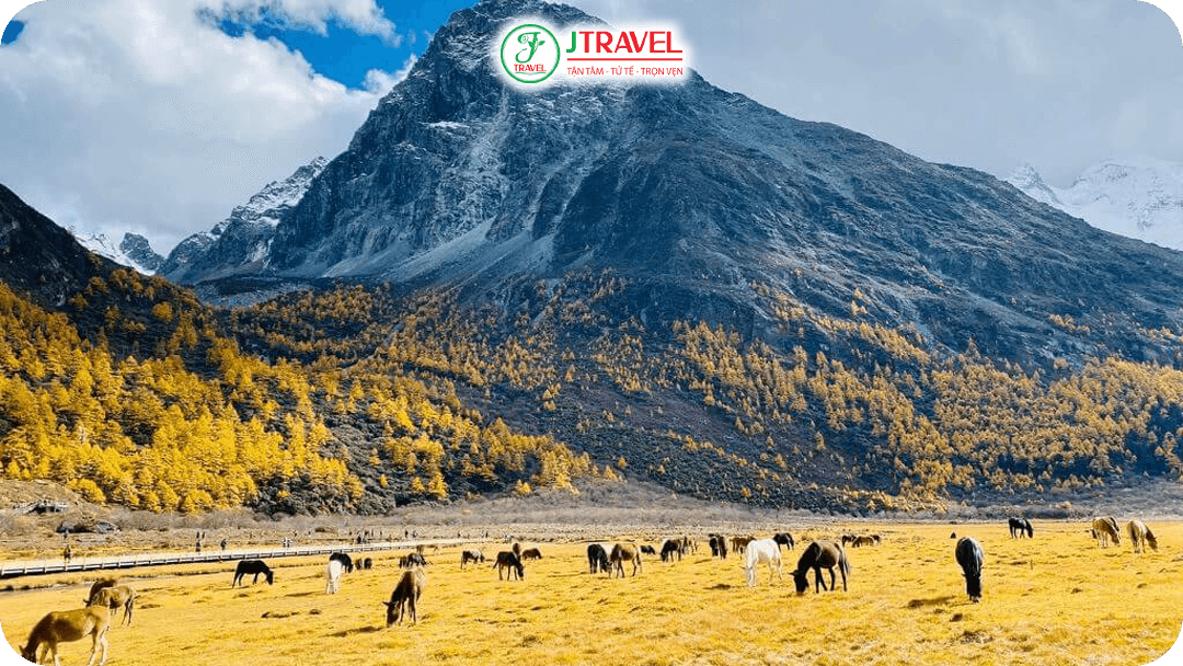 Ngưu trường Lạc Nhung nằm ở độ cao 4.180m là thiên đường của những đàn bò Yak