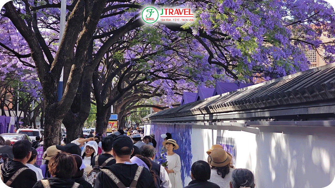 Người dân Côn Minh gọi mùa này là “mùa tím mộng mơ”