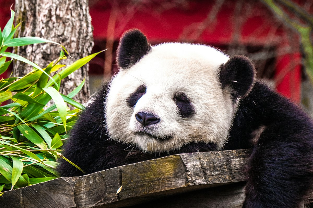 Gấu trúc nghỉ ngơi trong chuồng