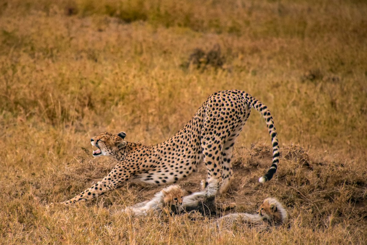 Báo gêpa bên con mồi trên đồng cỏ phía Nam Serengeti