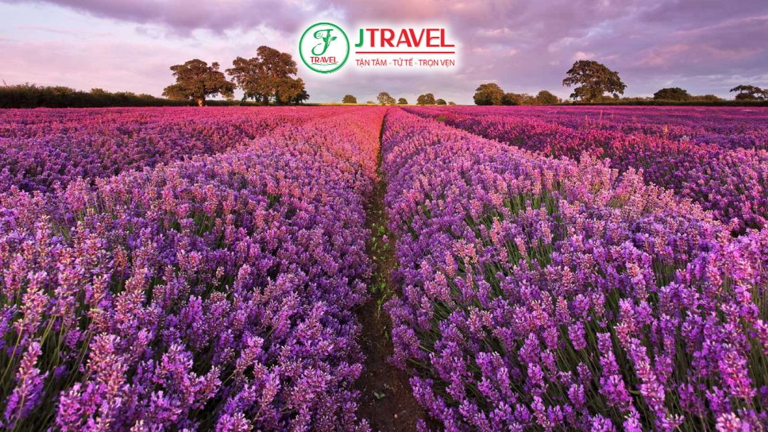Isparta lavender