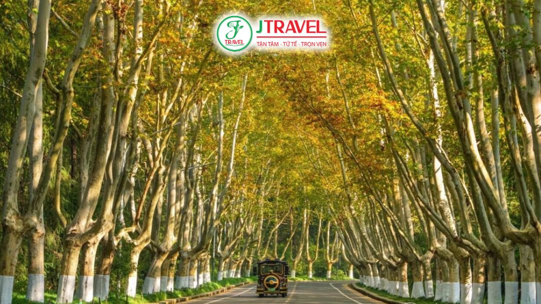 Đại Lộ Cây Ngô Đồng