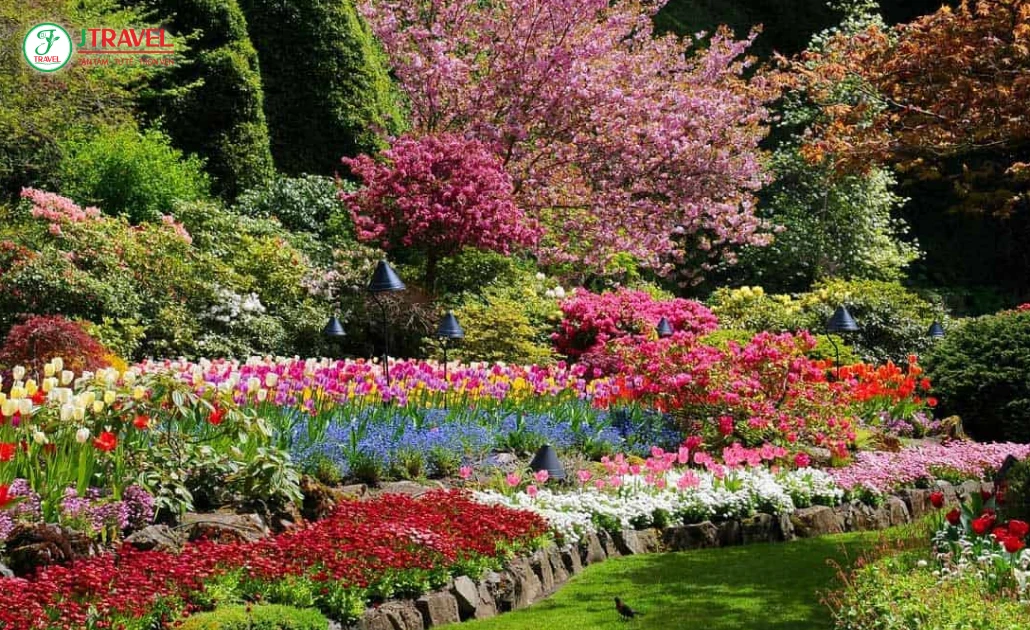 Hoa anh đào nở rộ tại Butchart Gardens, Victoria.