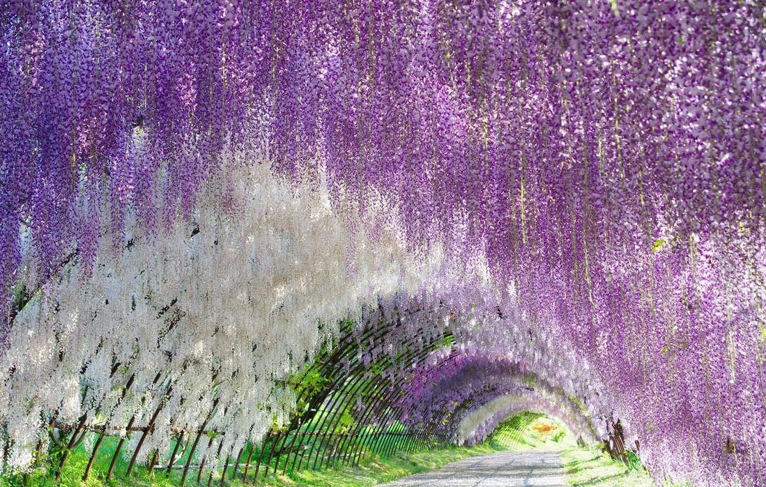 Hoa Tử Đằng vườn Kawachi Fuji (ảnh internet) 