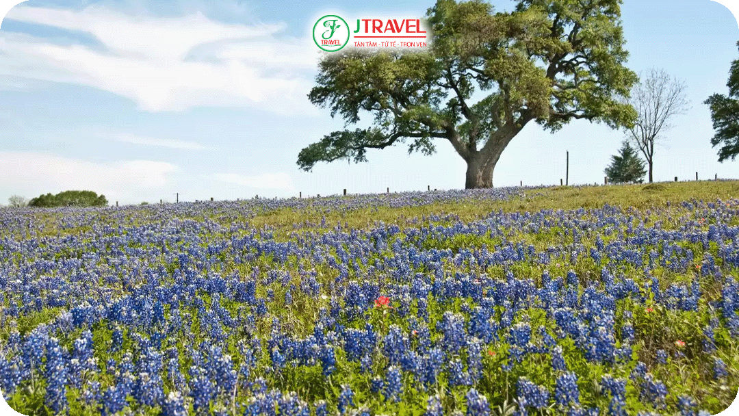 Tháng 4 là mùa của Bluebonnet, loài hoa biểu tượng của bang Texas
