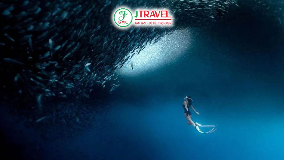 Đàn cá mòi Moalboal tạo khối dưới nước ấn tượng