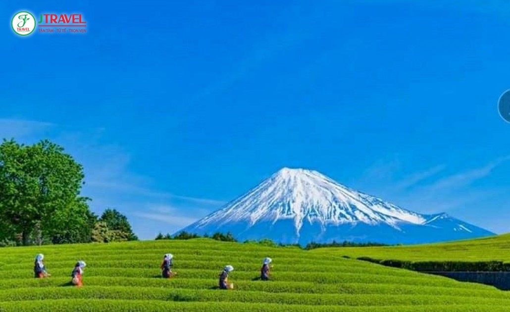 Đồi trà xanh mướt tại Shizuoka