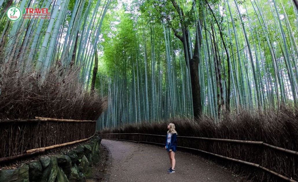 Rừng tre Arashiyama xanh mát và yên bình
