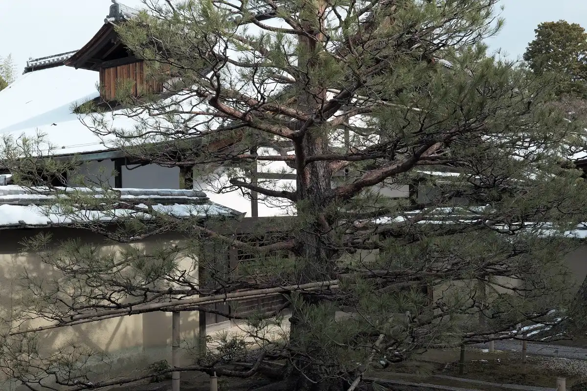 Tuyết phủ mái chùa Kyoto