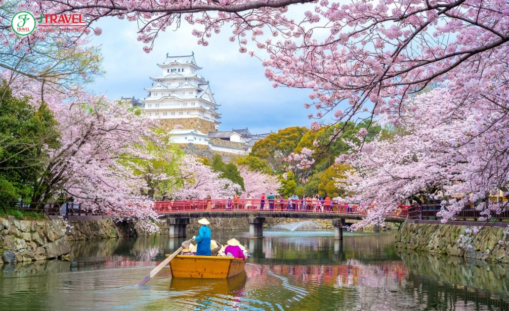 Du khách ngắm hoa anh đào nở rộ dưới trời xanh trong mùa xuân Nhật Bản