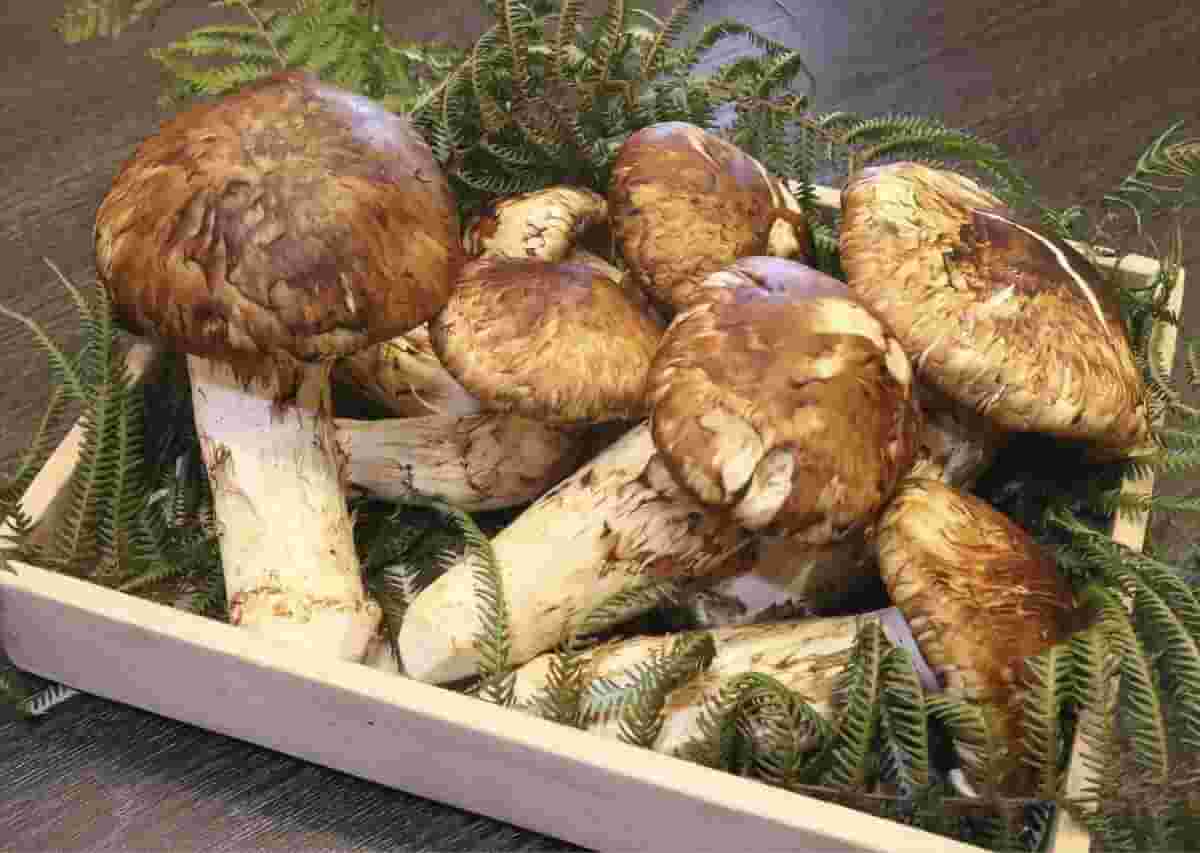 Nấm Matsutake "Vua nấm" của ẩm thực Nhật Bản