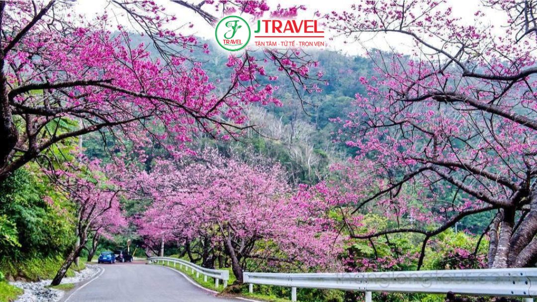 Đà Lạt tháng 1 tràn ngập hoa anh đào