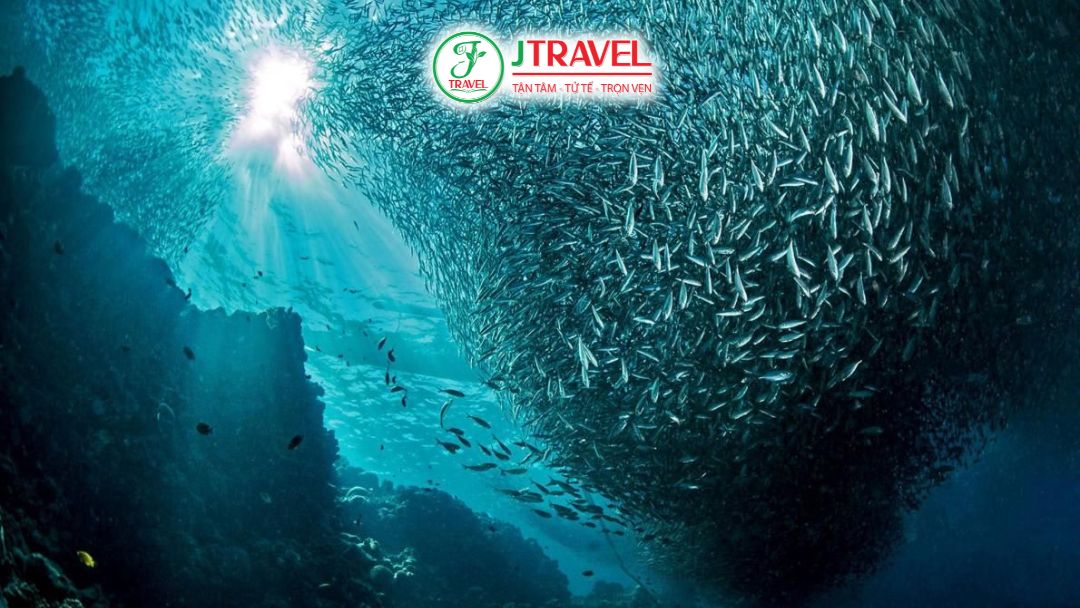 Tips chụp ảnh đẹp dưới nước