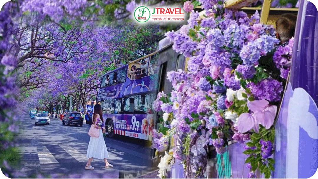 Đường Tây Giang Tần – ngắm hoa phượng tím giữa nhịp sống đô thị