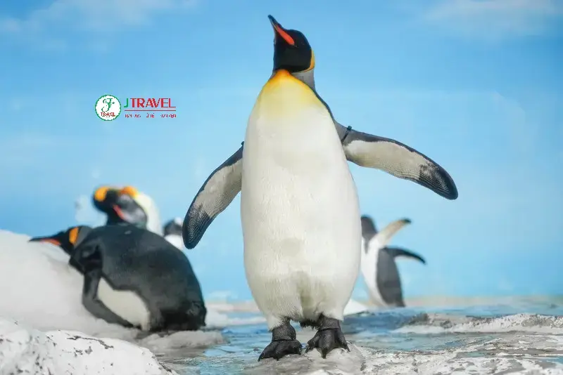 Các sinh vật biển ở thuỷ cung Kamogawa Seaworld (Ảnh: sưu tầm) 