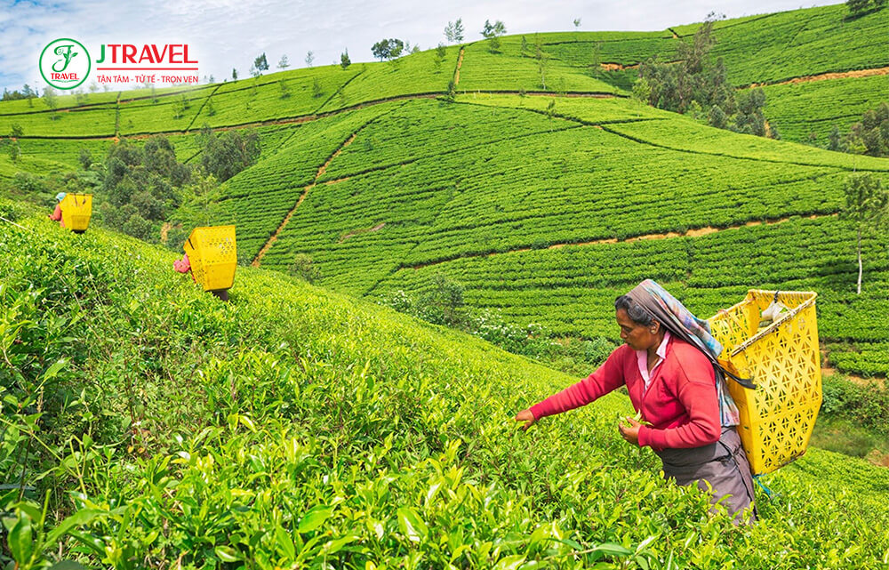 Nuwara Eliya Sri Lanka