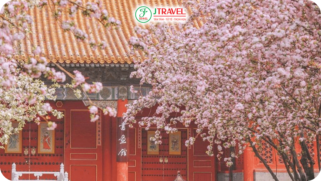 Tử Cấm Thành – Hoa xuân trên mái ngói đỏ