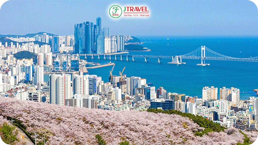 Busan – khi hoa anh đào hòa cùng hương biển