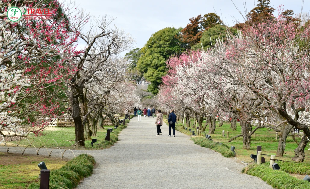 Hoa mơ nở rộ tại công viên Kairakuen với sắc trắng hồng đầu xuân