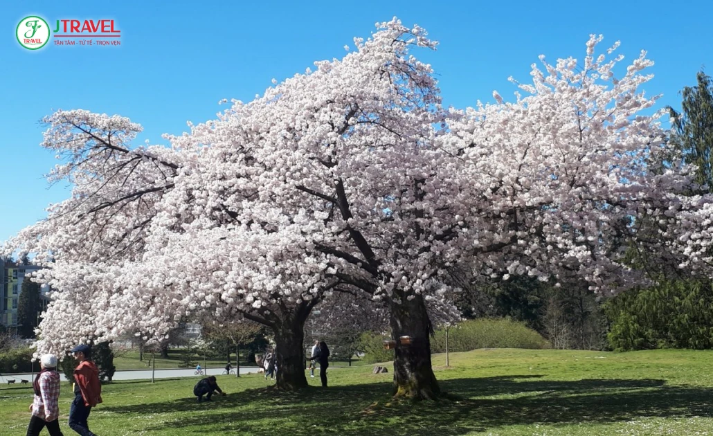 Hoa anh đào nở rộ giữa không gian xanh mát tại Queen Elizabeth Park
